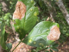 Eucosmophora pithecellobiae
