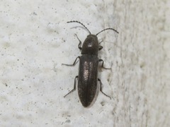 Cidnopus aeruginosus