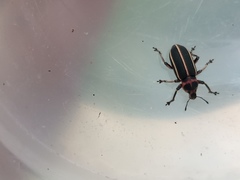 Eudiagogus episcopalis