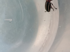 Eudiagogus episcopalis