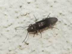 Cidnopus aeruginosus