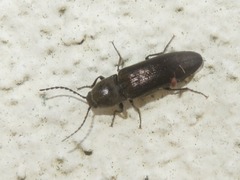 Cidnopus aeruginosus