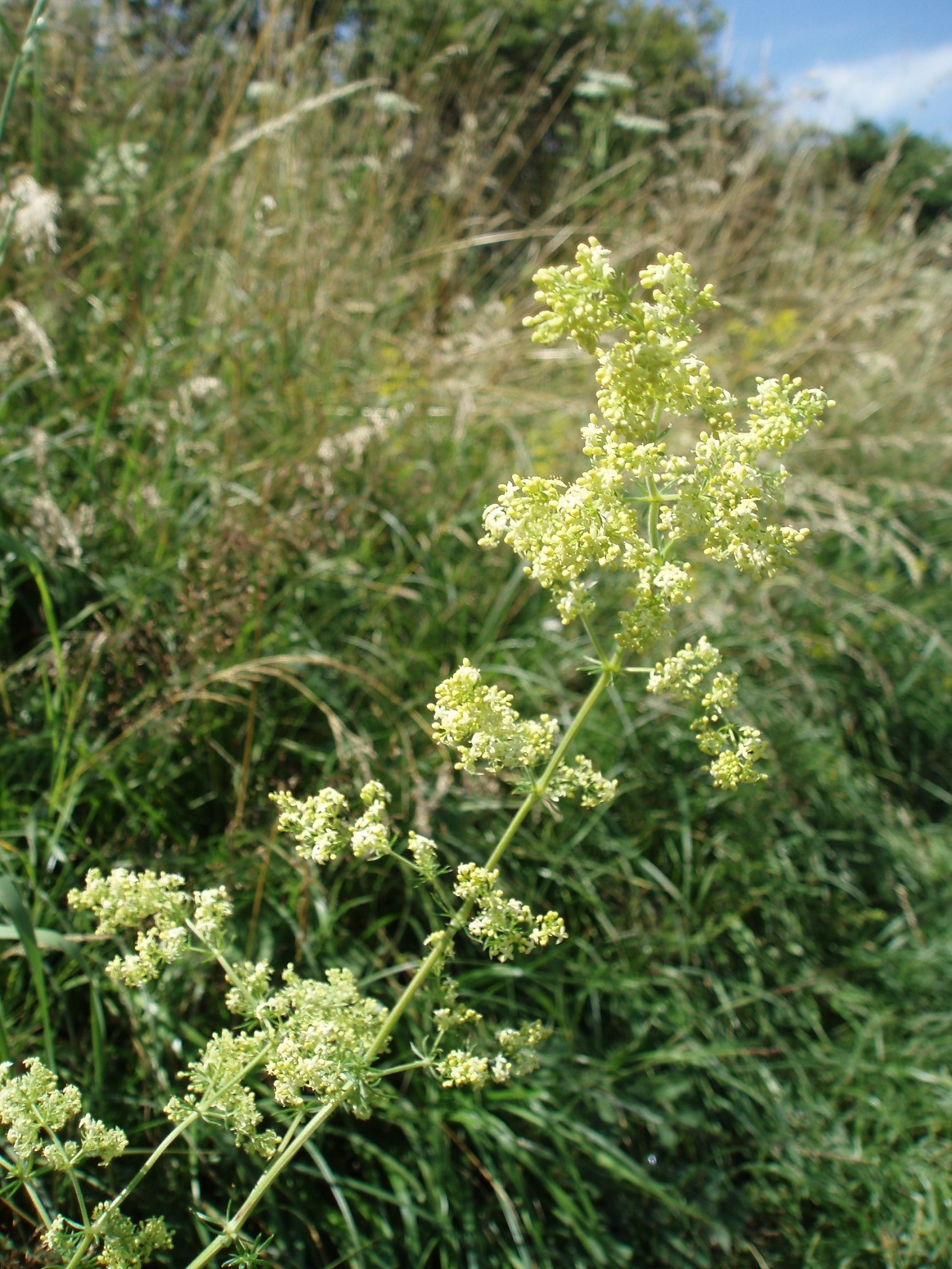 Galium X pomeranicum