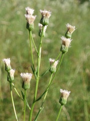 Erigeron acris droebachiensis
