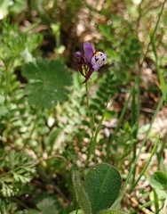Linaria amethystea