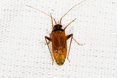 Phytocoris ramosus