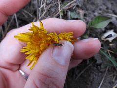 Anthophila