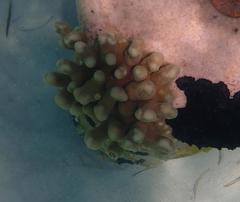 Porites porites