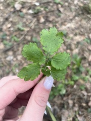 Chelidonium majus