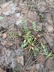 Taraxacum officinale