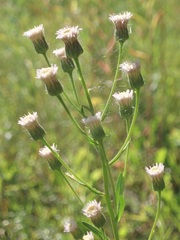 Erigeron acris droebachiensis
