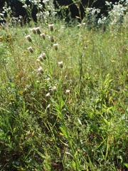 Erigeron acris droebachiensis