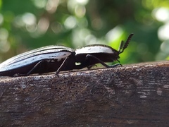 Chalcolepidius limbatus