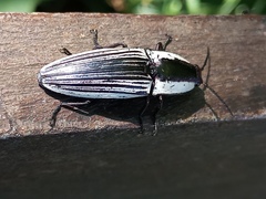 Chalcolepidius limbatus