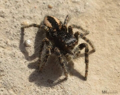 Philaeus chrysops