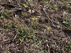 Erysimum crepidifolium