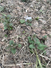Lamium album
