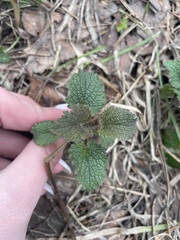 Lamium album