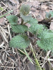 Lamium album