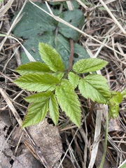 Aegopodium podagraria