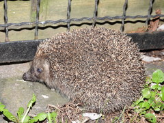 Erinaceus roumanicus