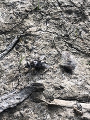 Tabanus trimaculatus