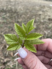 Aegopodium podagraria