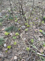 Aegopodium podagraria
