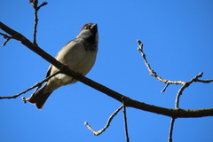 Passer domesticus