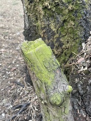 Prasiolaceae