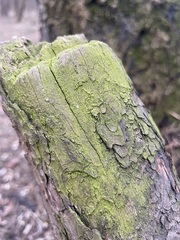 Prasiolaceae