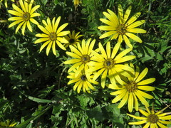 Arctotheca calendula