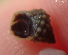 Echinolittorina tuberculata