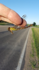 Ophiogomphus rupinsulensis