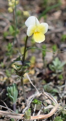 Viola hymettia