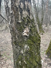 Fomes fomentarius