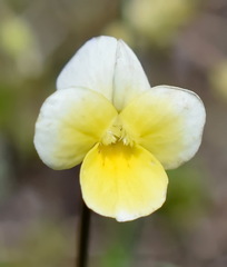 Viola hymettia
