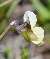 Viola hymettia