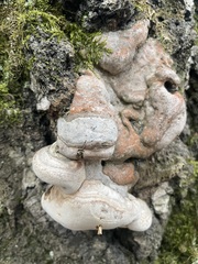 Fomes fomentarius
