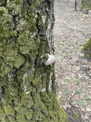 Fomes fomentarius