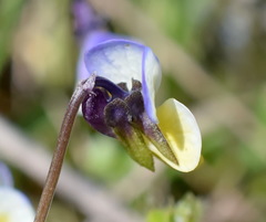 Viola hymettia