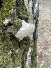 Fomes fomentarius