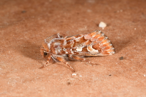 Panolis flammea