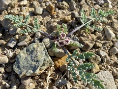 Vesper bulbosus