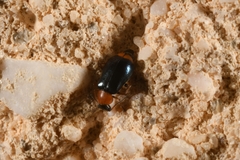 Ebaeus