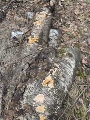 Steccherinum ochraceum