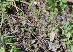 Veronica triloba