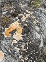 Steccherinum ochraceum