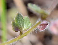 Veronica triloba