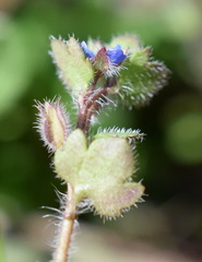 Veronica triloba